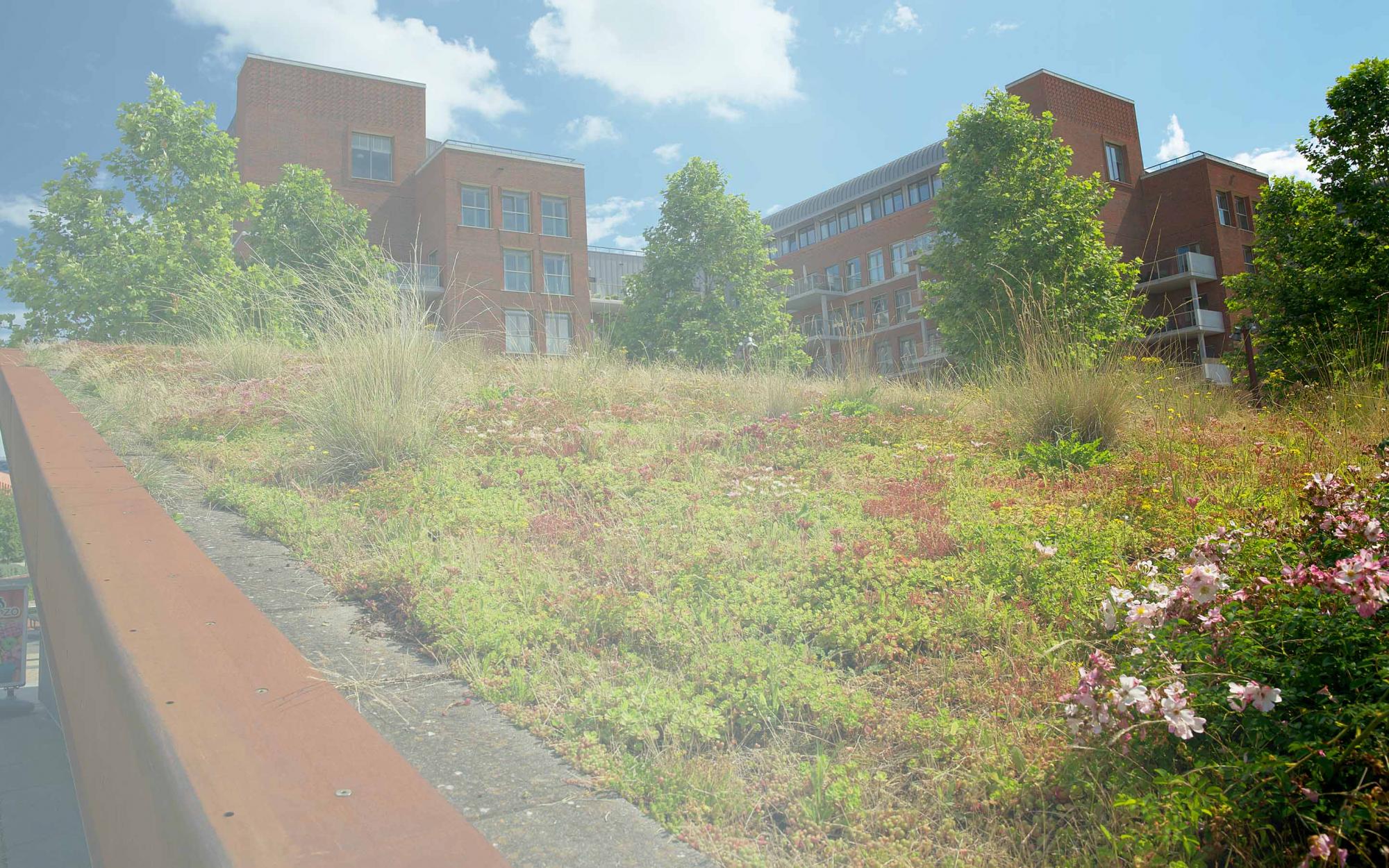 Een groen dak heeft veel voordelen, voor de natuur en jouw porte-monnaie